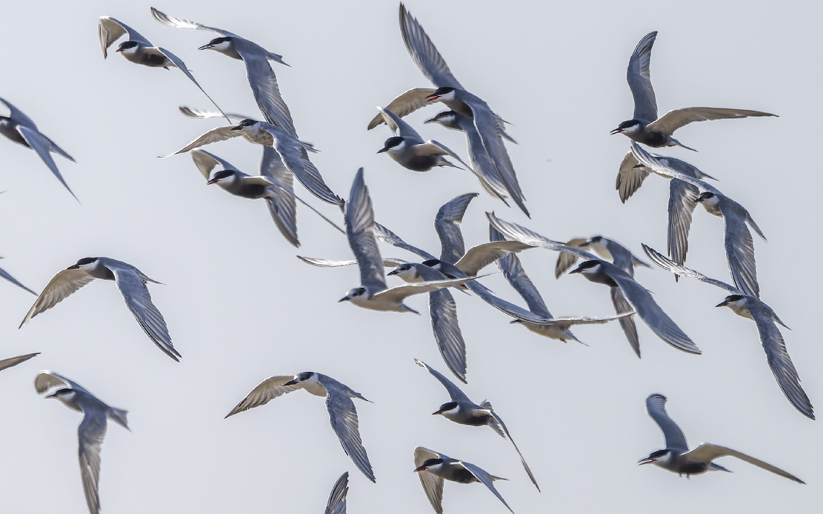 rybák bahenní - ML637822544