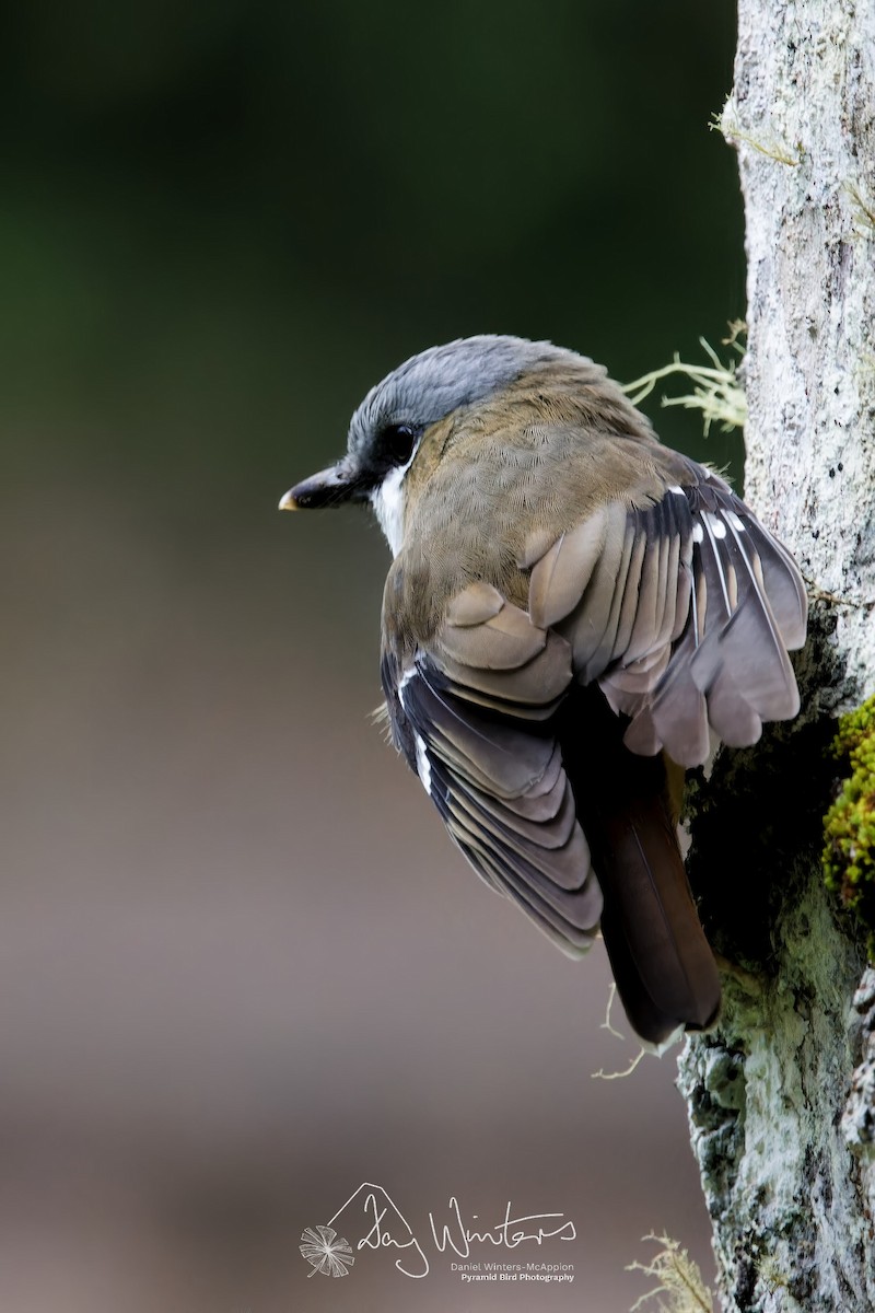 Gray-headed Robin - ML637822552