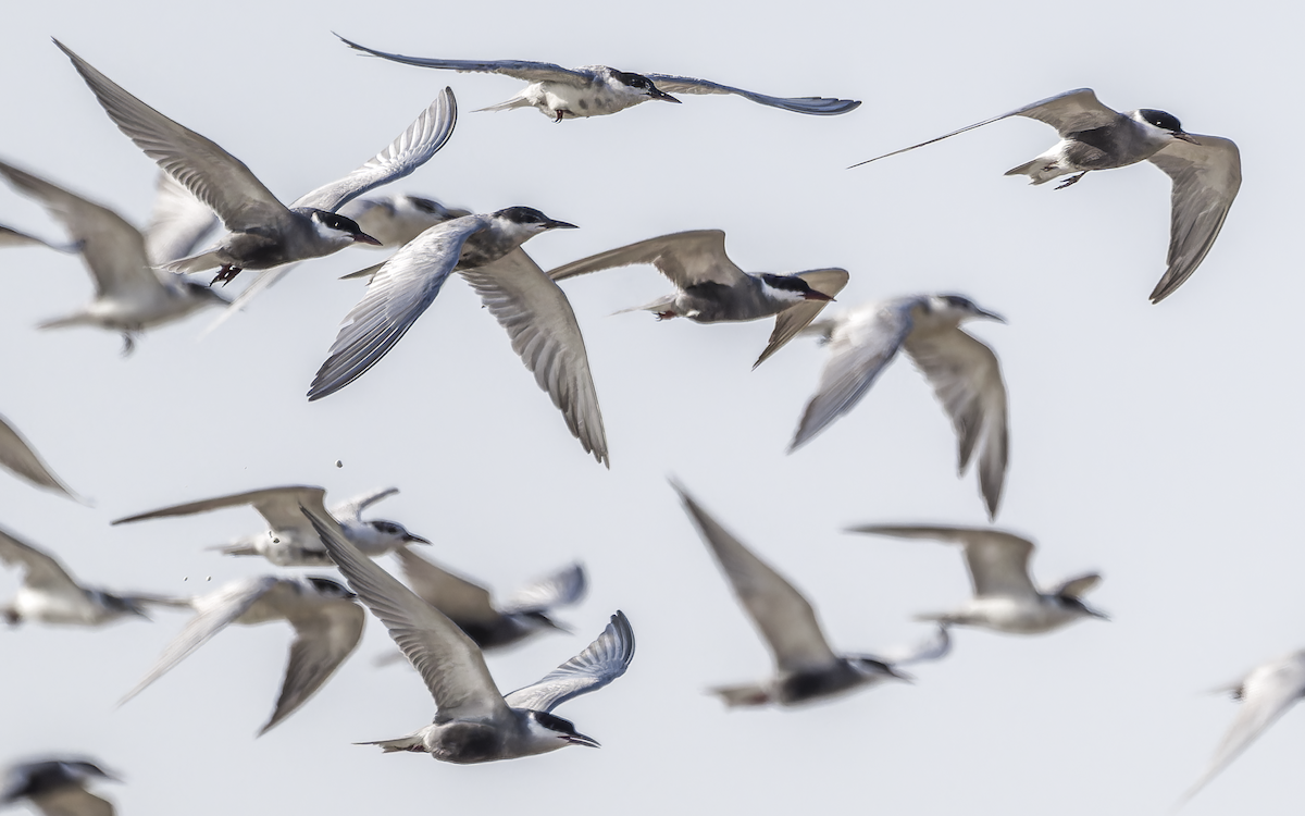 rybák bahenní - ML637822555