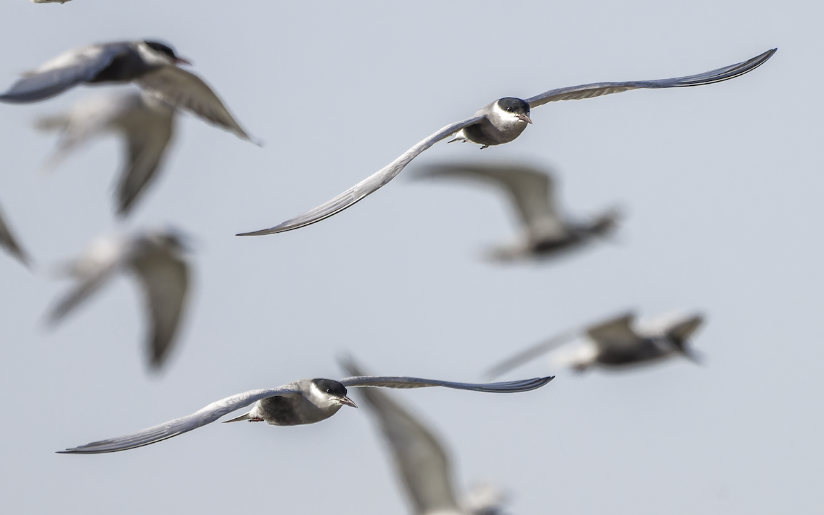 rybák bahenní - ML637822561