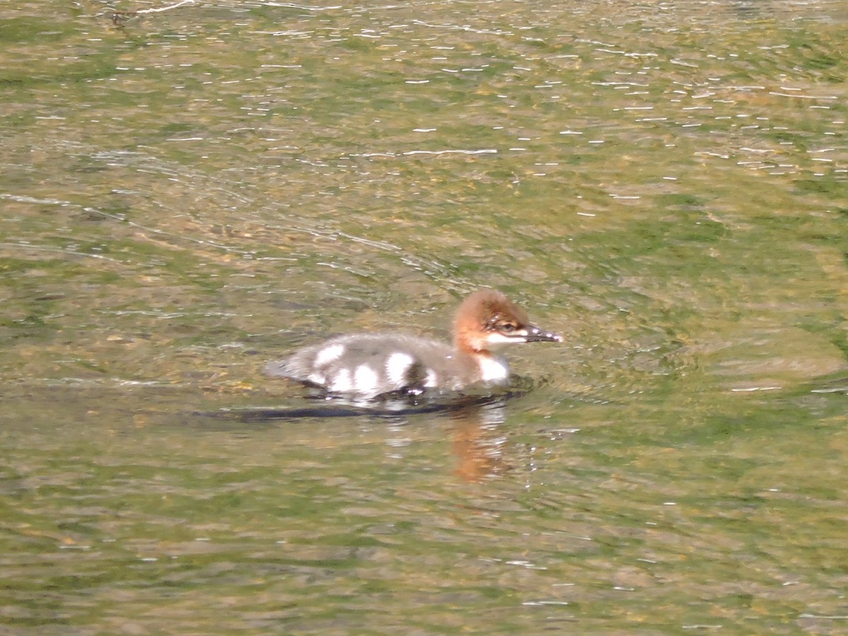 Common Merganser - ML637822568