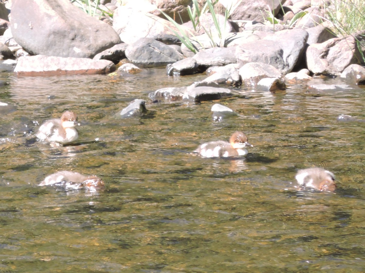 Common Merganser - ML637822569