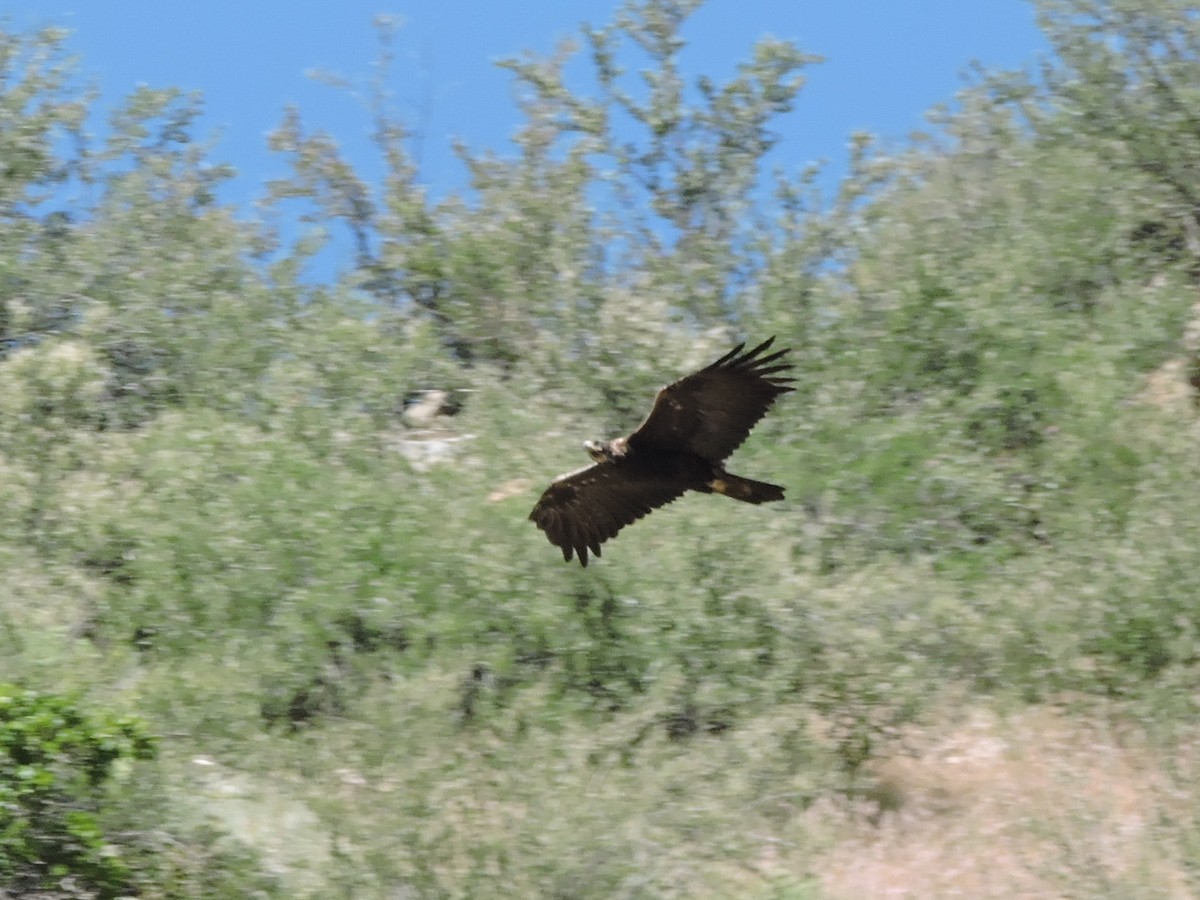 Golden Eagle - ML637822581