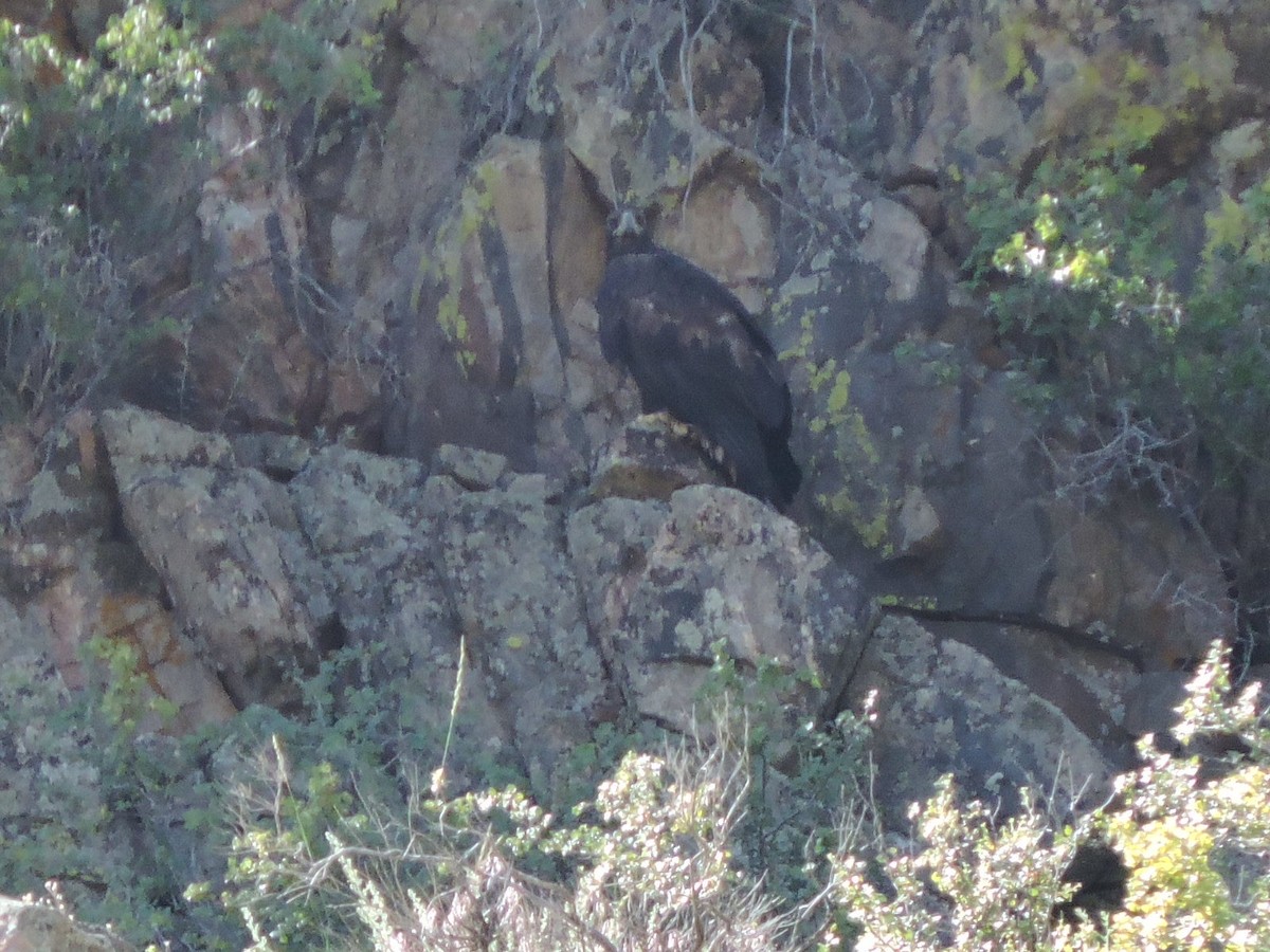 Golden Eagle - ML637822582
