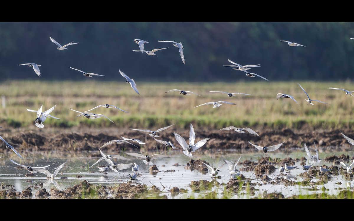 rybák bahenní - ML637822610