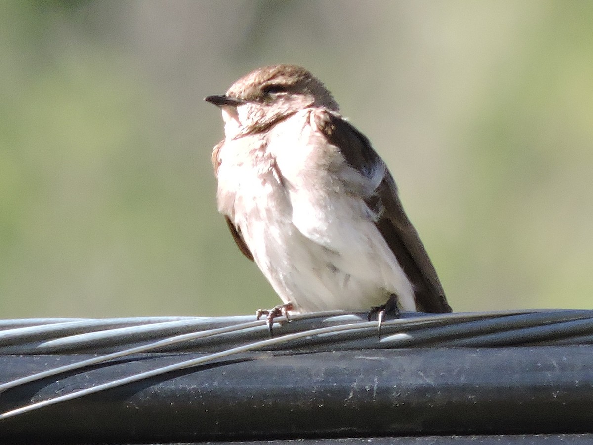Northern Rough-winged Swallow - ML637822611