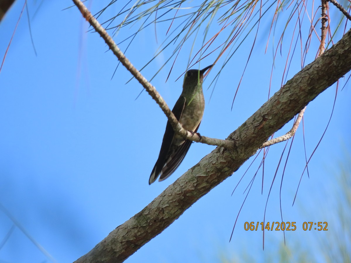 Scaly-breasted Hummingbird - ML637822614