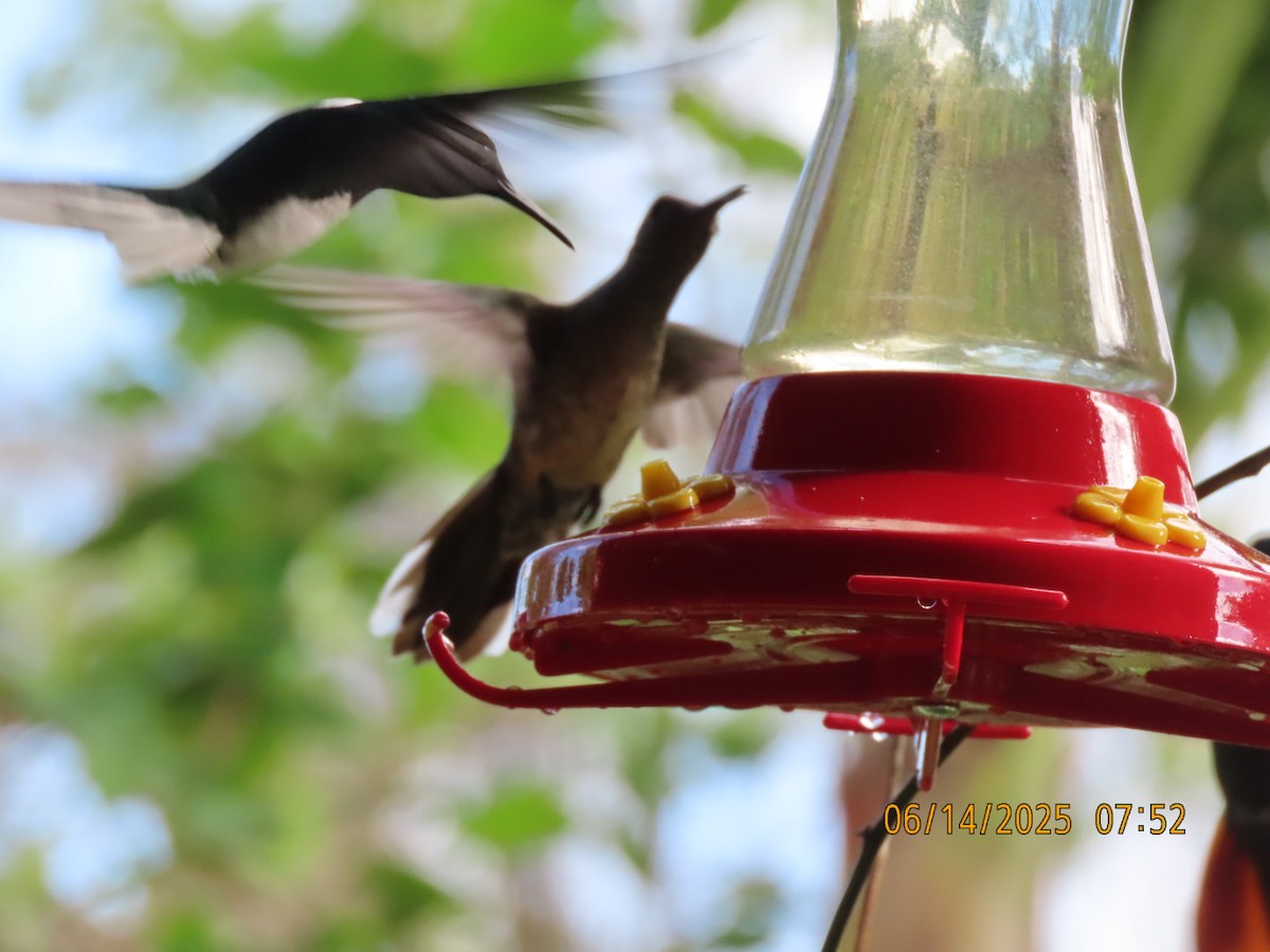 Scaly-breasted Hummingbird - ML637822615