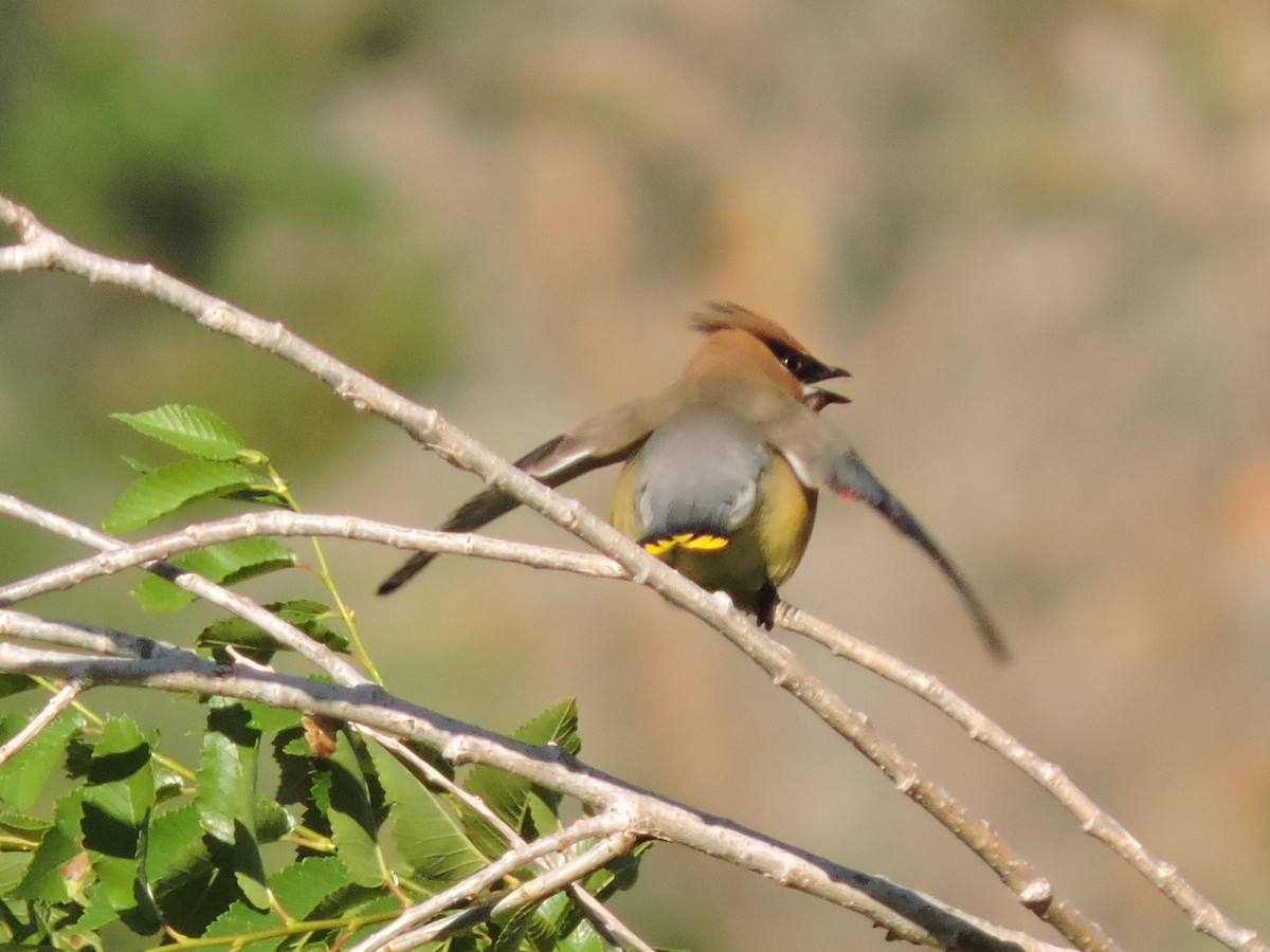 Cedar Waxwing - ML637822616