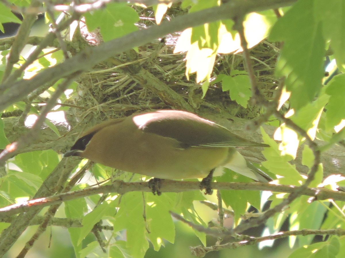 Cedar Waxwing - ML637822617