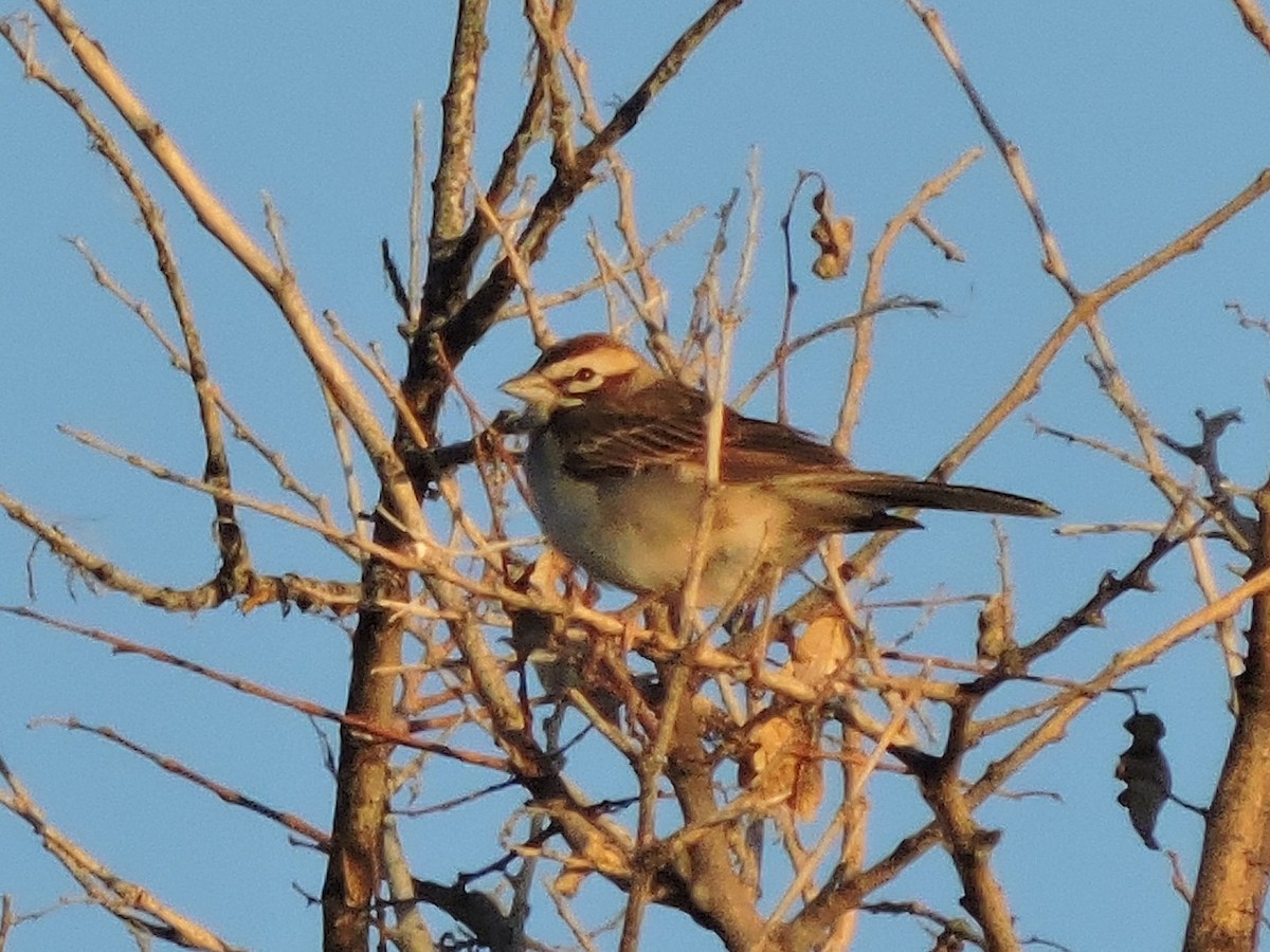 Lark Sparrow - ML637822622