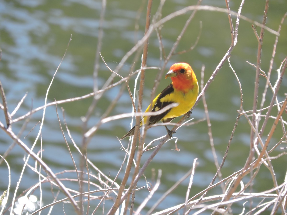 Western Tanager - ML637822627