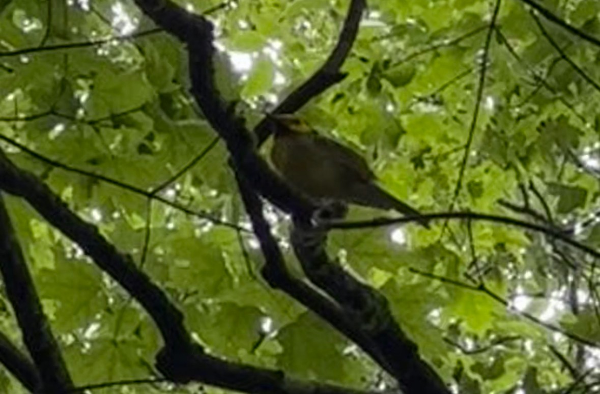 Hooded Warbler - ML637822653
