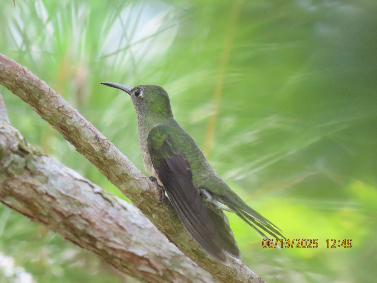 Scaly-breasted Hummingbird - ML637822690
