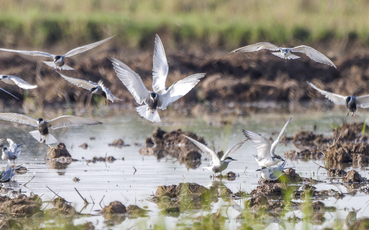 rybák bahenní - ML637822699