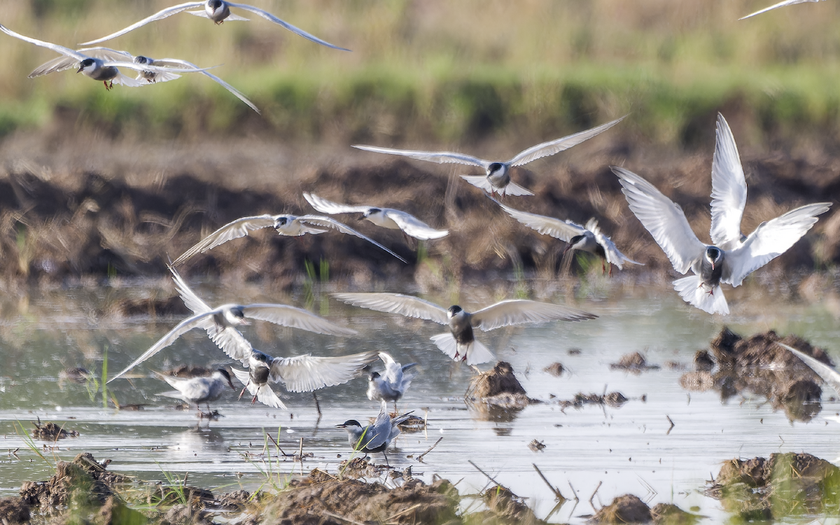 rybák bahenní - ML637822700