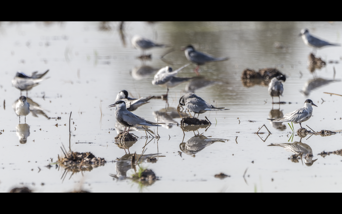 rybák bahenní - ML637822772