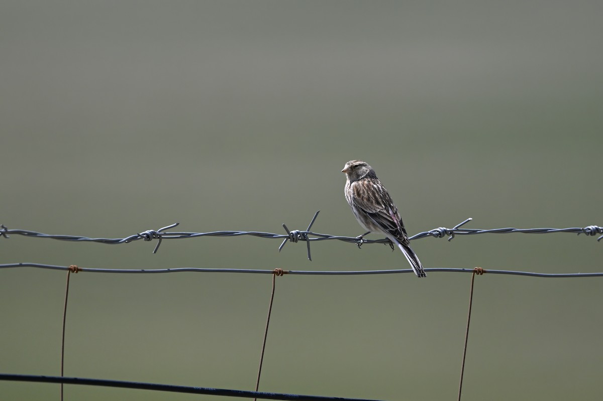 Twite - ML637822781