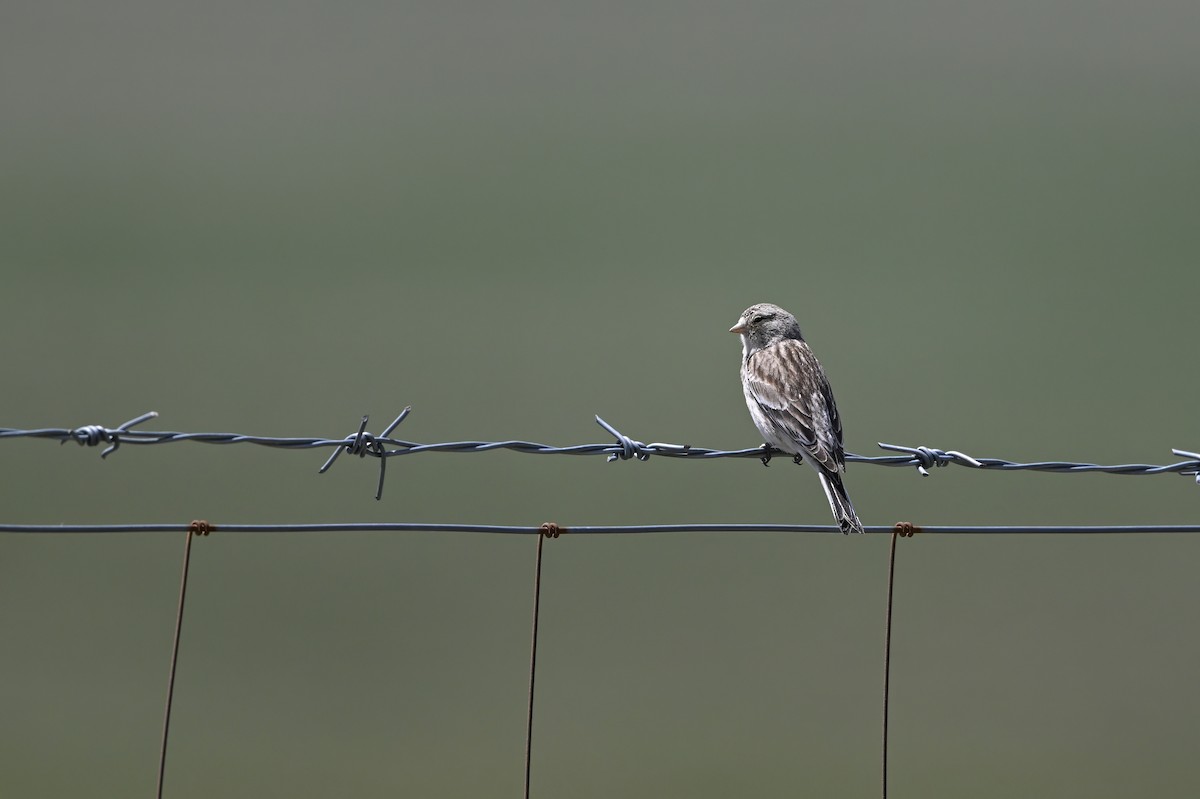 Twite - ML637822782
