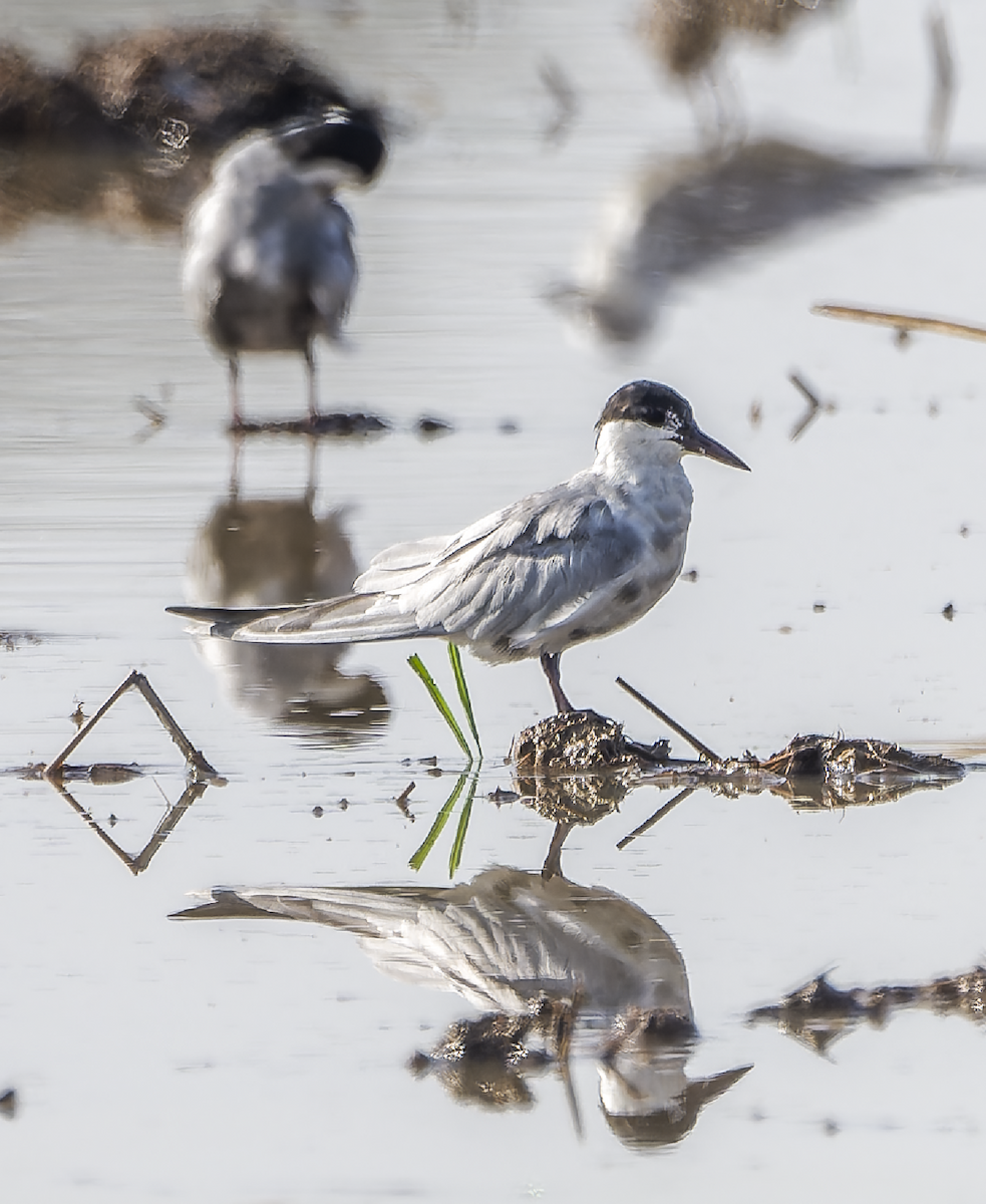 rybák bahenní - ML637822785