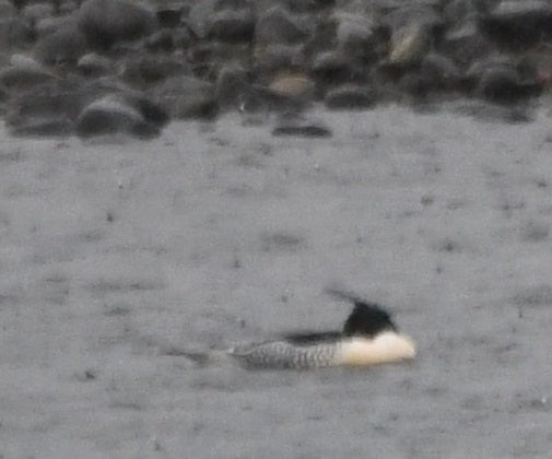 Scaly-sided Merganser - ML637822786