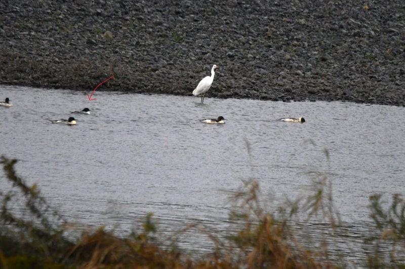 Scaly-sided Merganser - ML637822787