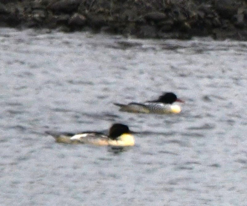 Scaly-sided Merganser - ML637822793
