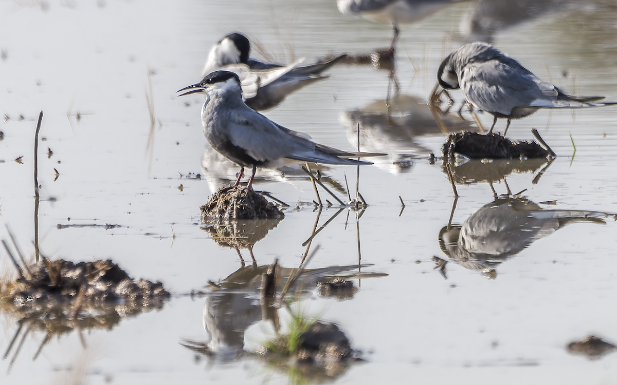 rybák bahenní - ML637822797