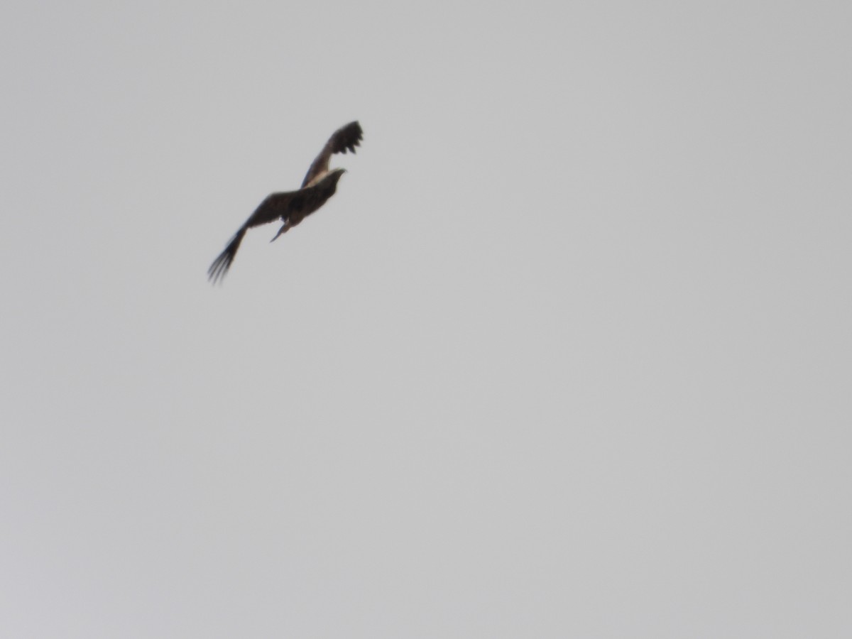 Steppe Eagle - ML637822800
