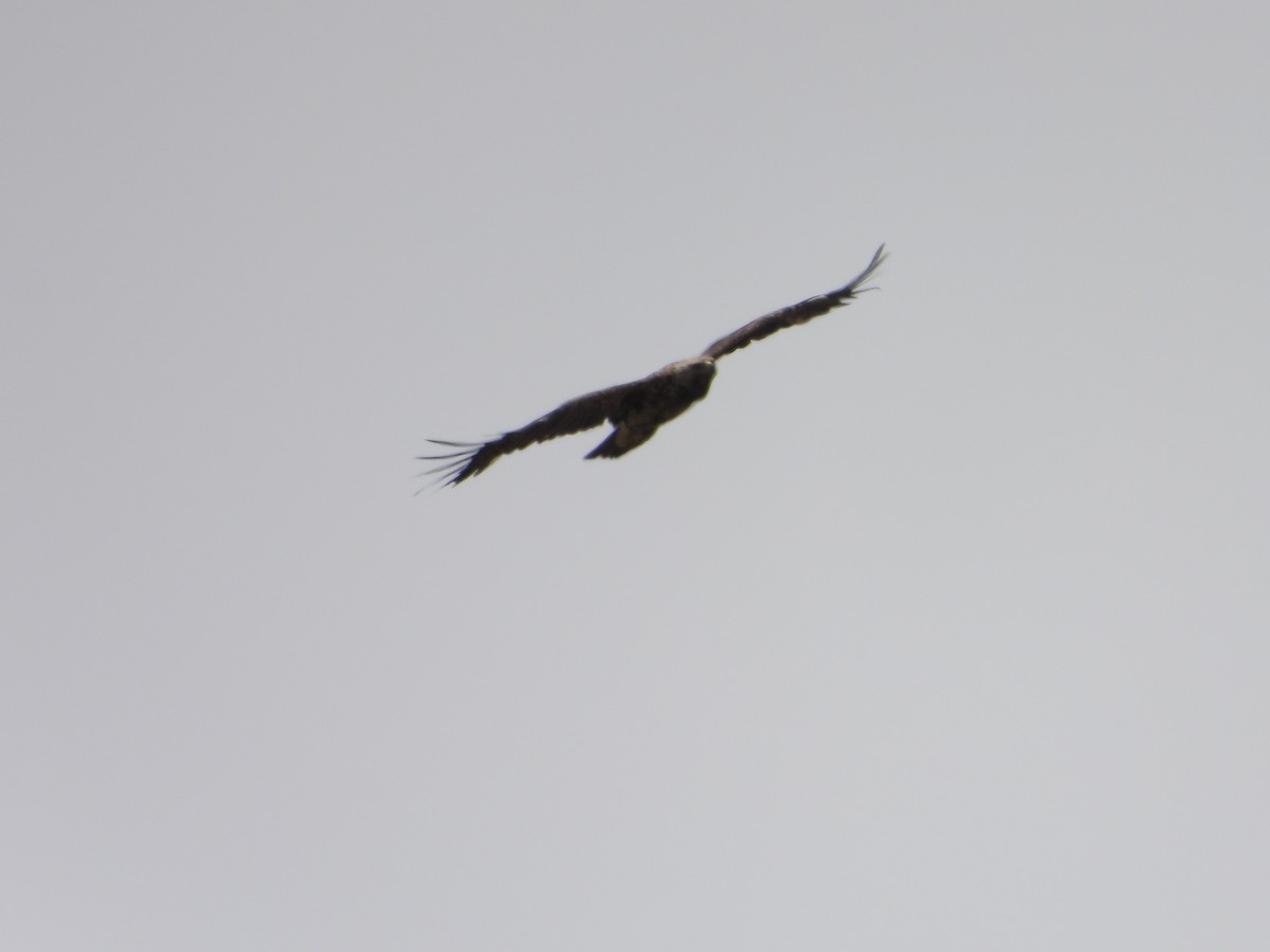 Steppe Eagle - ML637822801