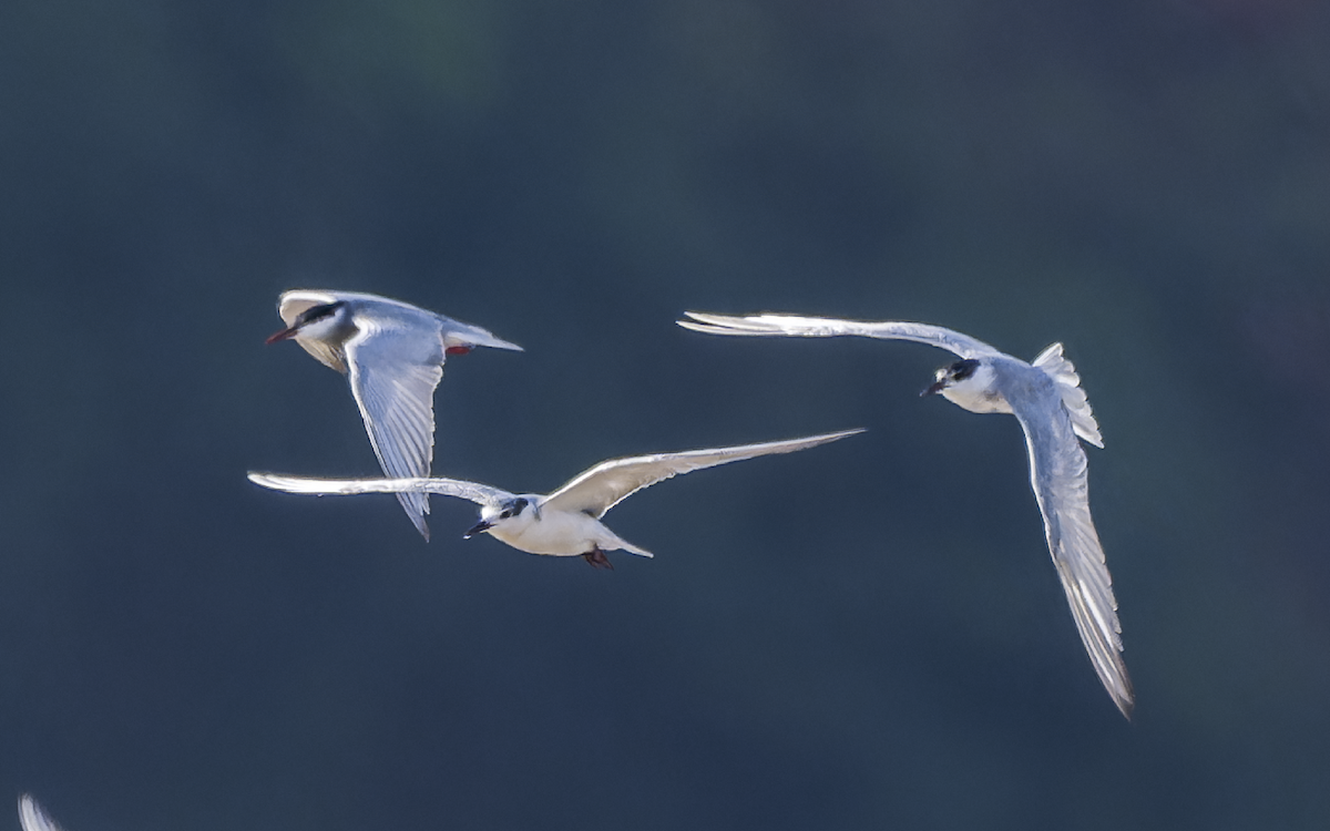 rybák bahenní - ML637822802