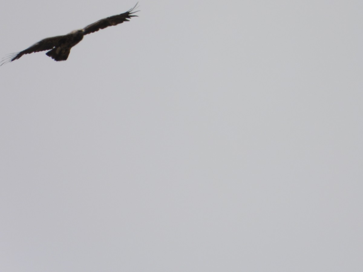 Steppe Eagle - ML637822805