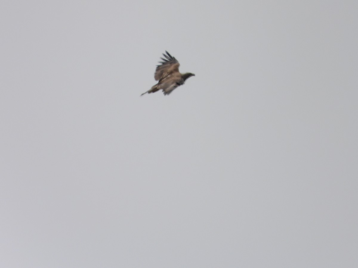 Steppe Eagle - ML637822806