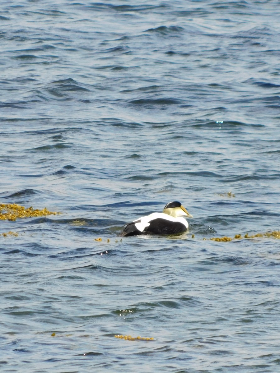 Common Eider - ML637822889
