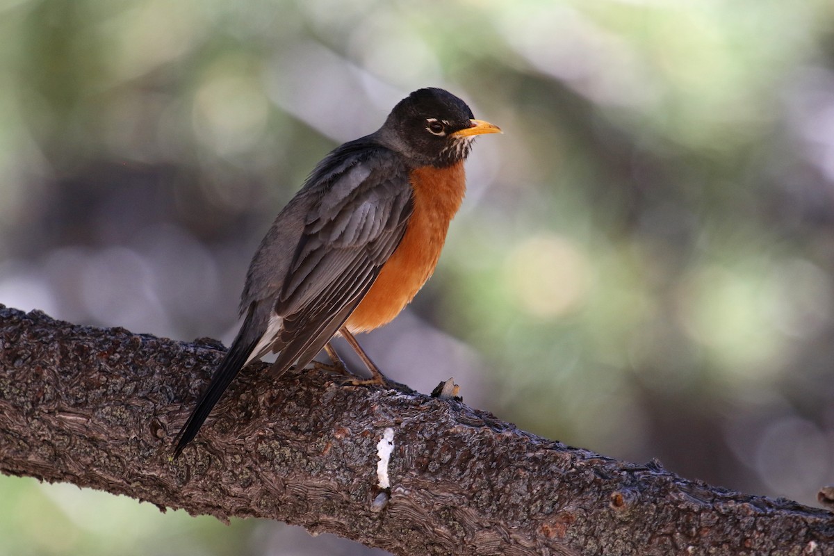 American Robin - ML637822898