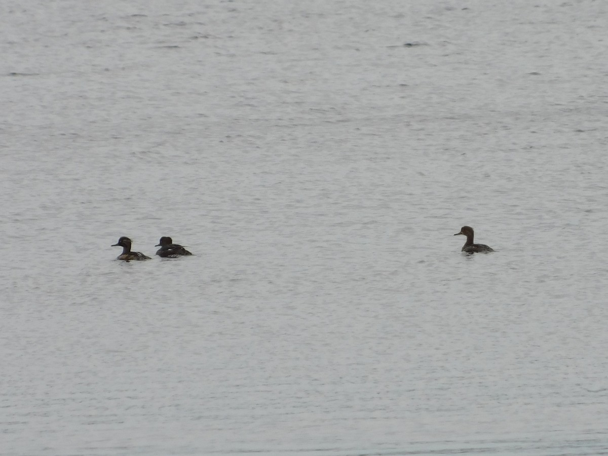 Hooded Merganser - ML637822936