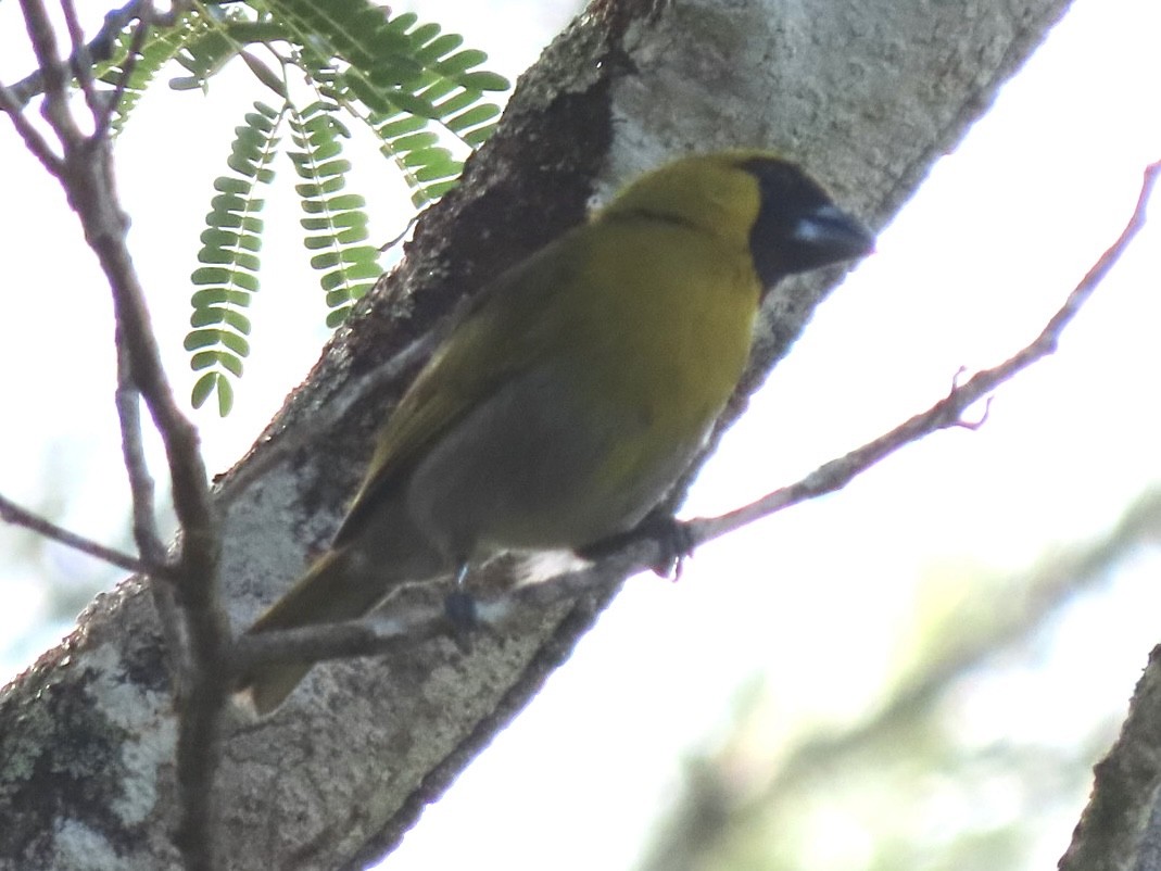Black-faced Grosbeak - ML637822955
