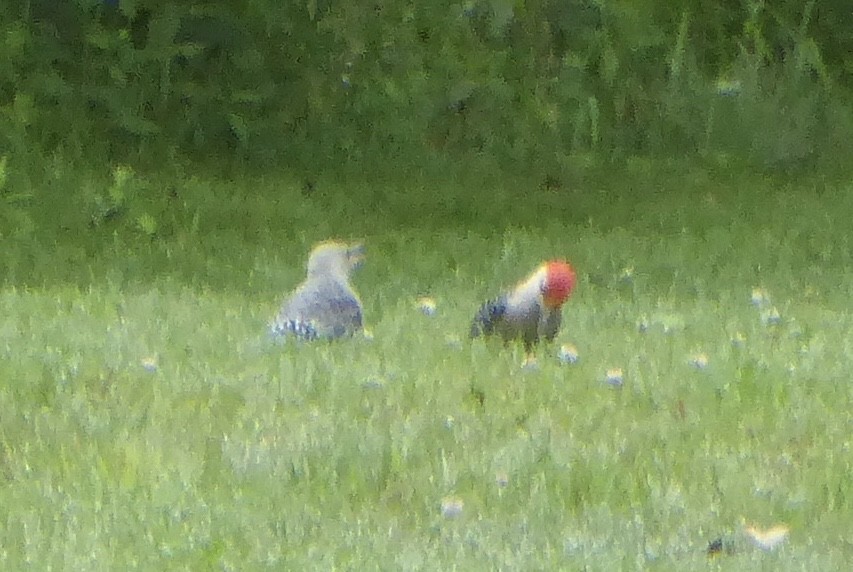 Red-bellied Woodpecker - ML637822984