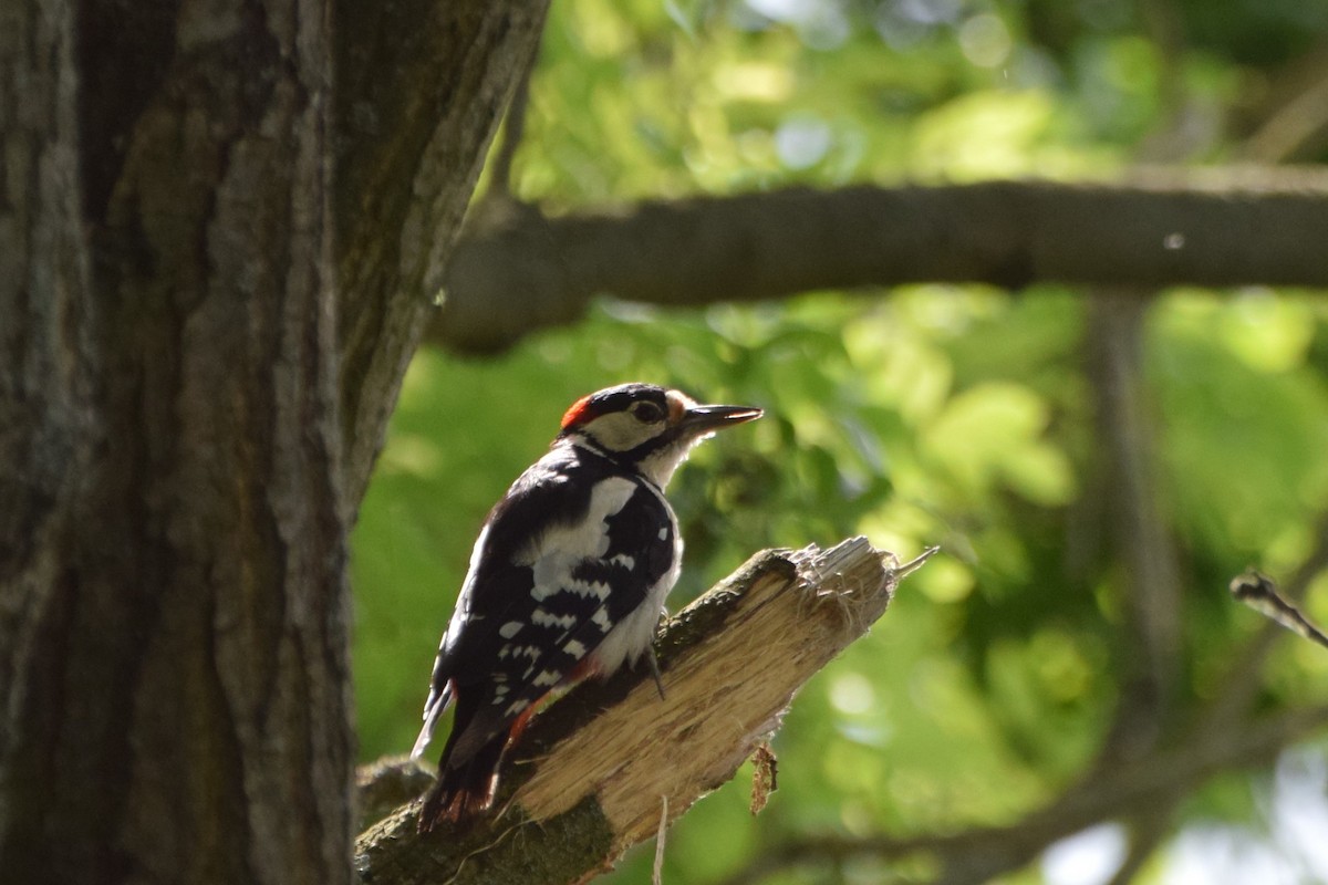 Great Spotted Woodpecker - ML637822985