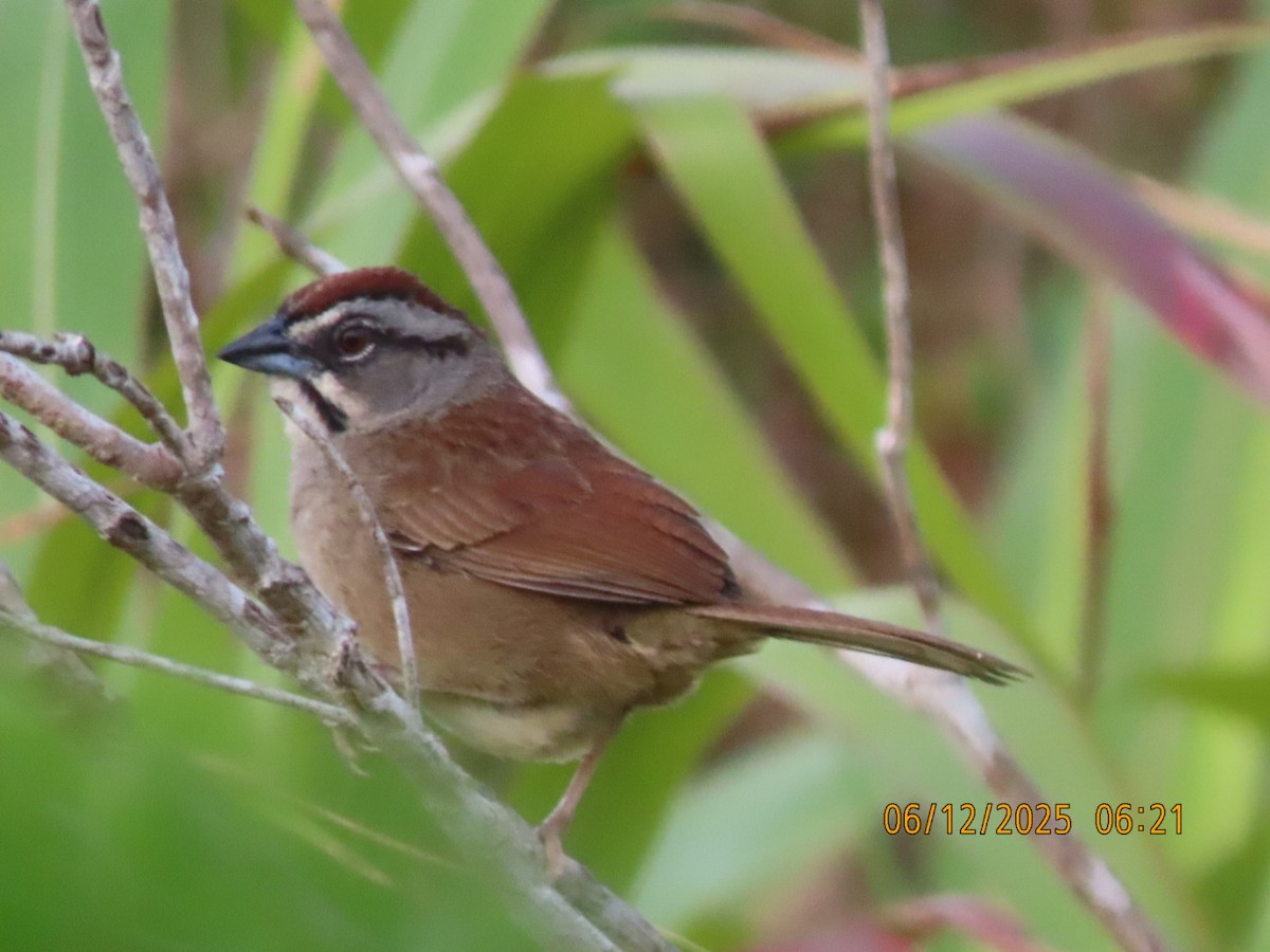 Rusty Sparrow - ML637822990