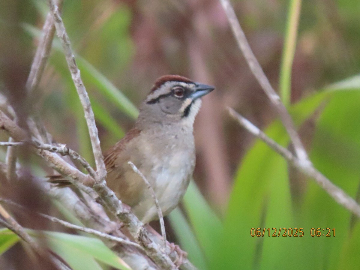 Rusty Sparrow - ML637822992