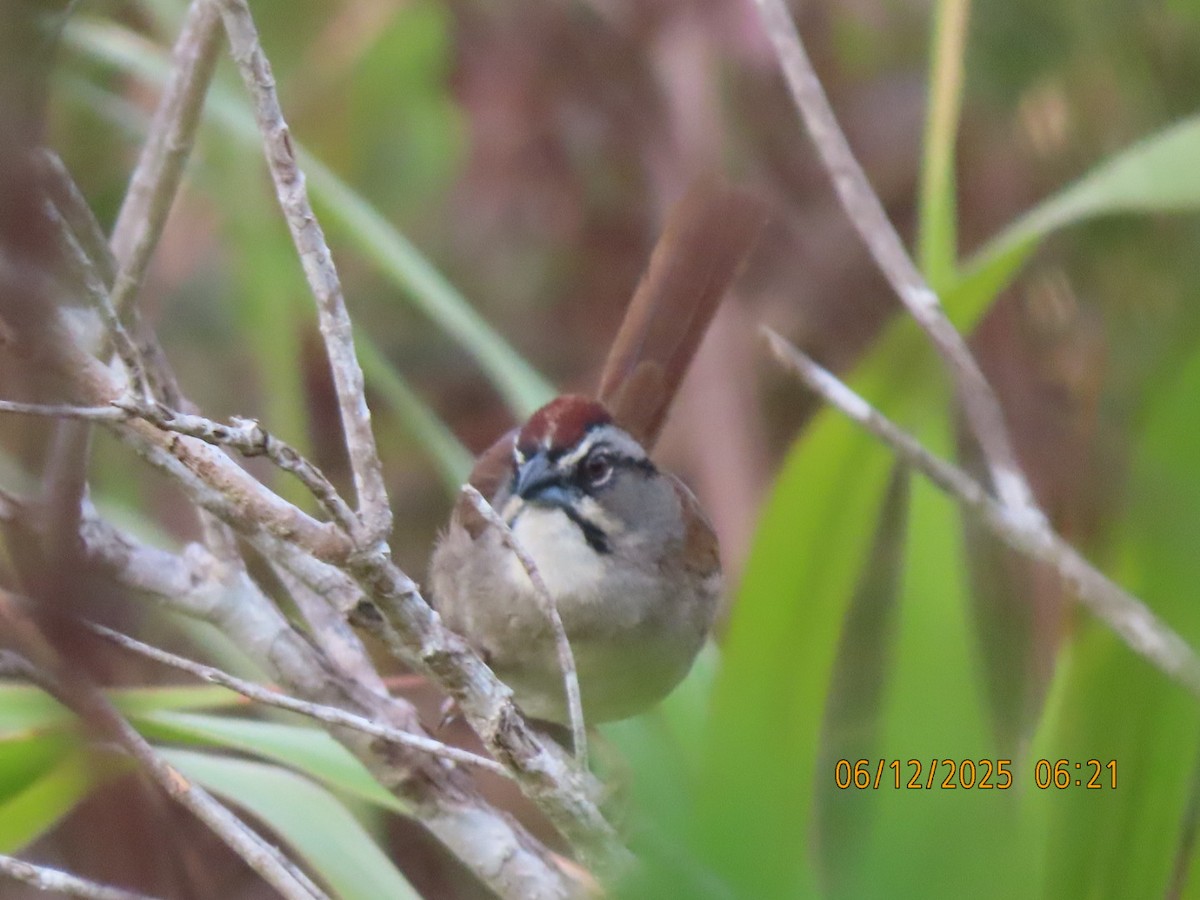 Rusty Sparrow - ML637822993
