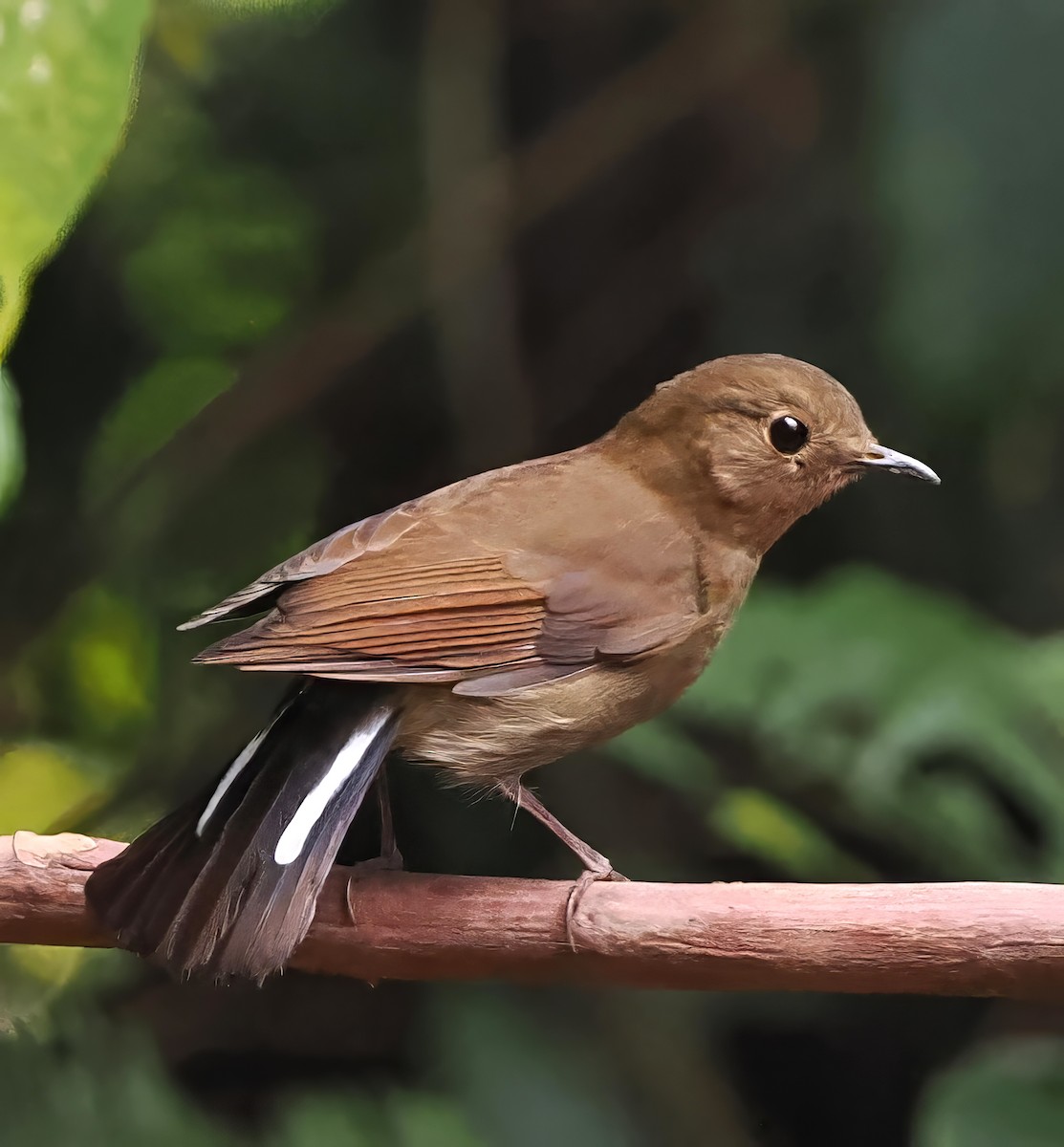 White-tailed Robin (White-tailed) - ML637823000