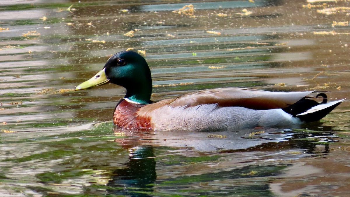 マガモ - ML637823001