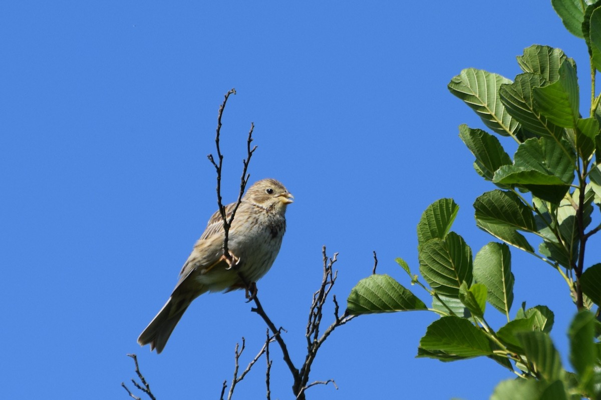 Corn Bunting - ML637823002