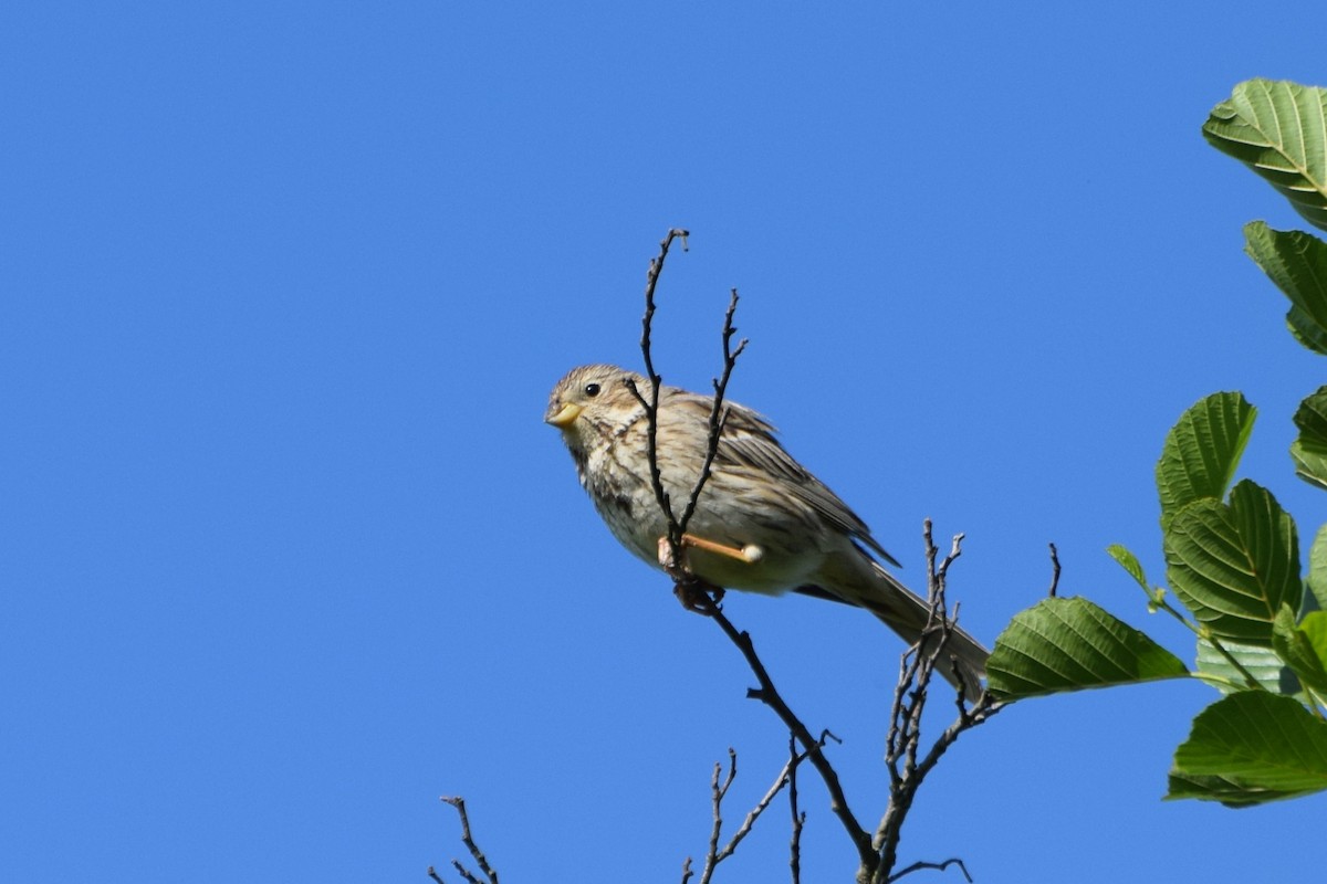 Corn Bunting - ML637823003