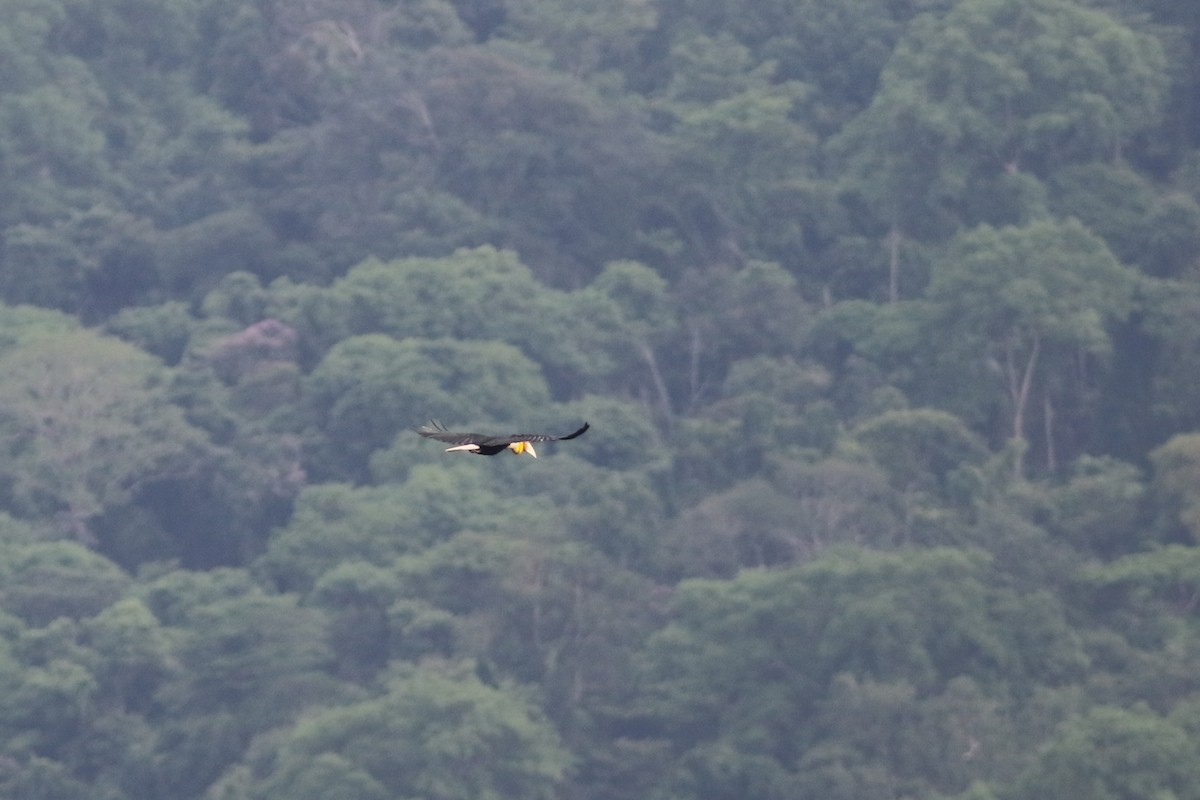 Wreathed Hornbill - ML637823011