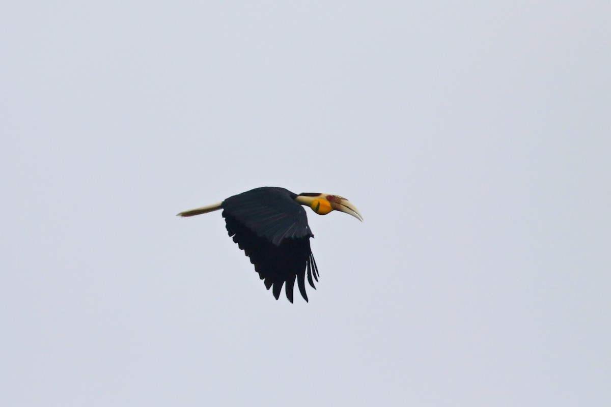 Wreathed Hornbill - ML637823014