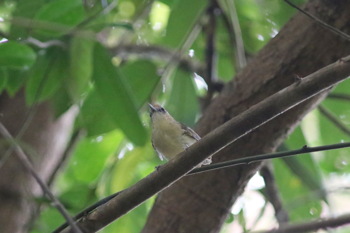 Scaly-crowned Babbler - ML637823016