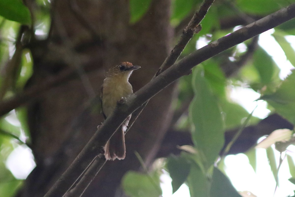 Scaly-crowned Babbler - ML637823017